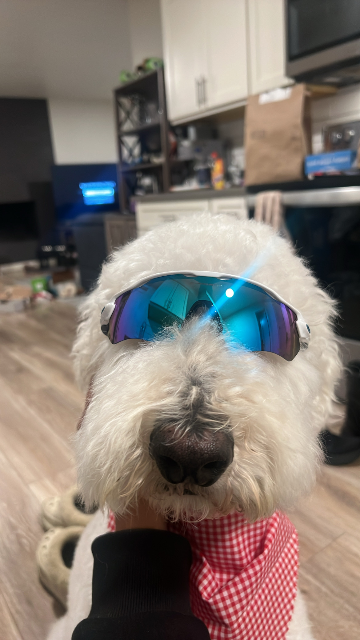  Close-up of Brianna’s white fluffy dog wearing reflective blue sports sunglasses indoors, looking playful and cool.