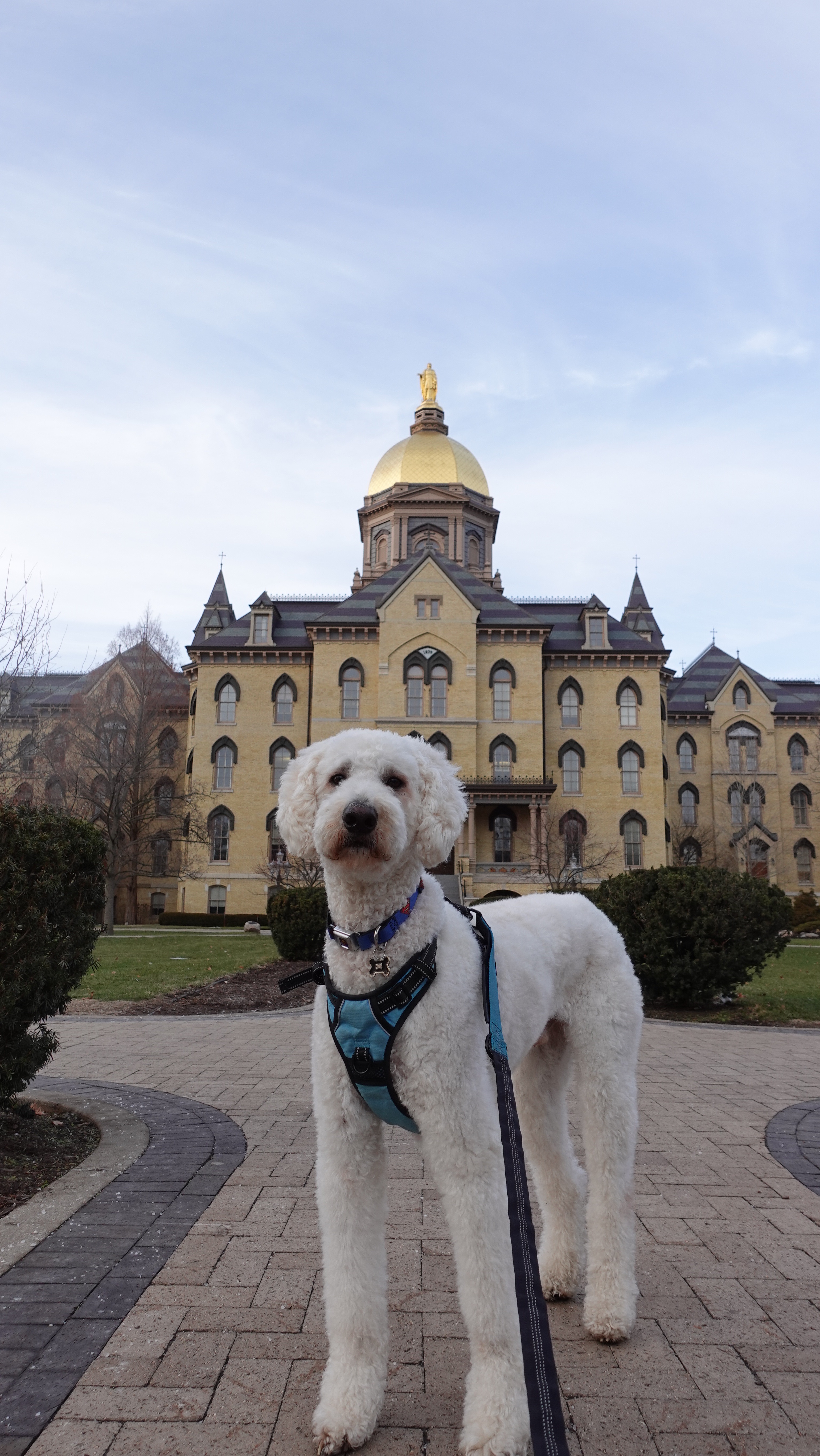 White dog in a blue harness standing in front of the University of Notre Dame's Golden Dome.